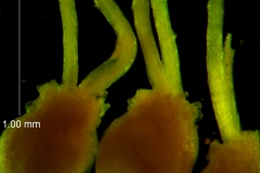 Cuscuta lacerata - ovary variation