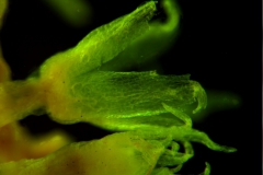 Cuscuta lacerata - calyx, 3D