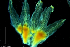 Cuscuta lacerata - calyx, dissected