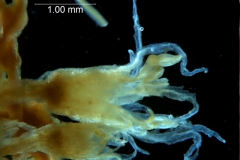 Cuscuta lacerata - flower