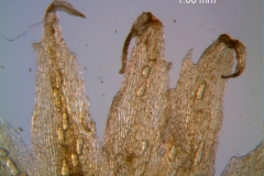 Cuscuta lacerata - calyx lobes