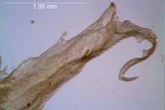 Cuscuta lacerata - corolla lobe detail