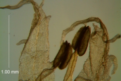 Cuscuta lacerata - corolla lobes