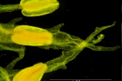 Cuscuta lacerata - corolla lobes