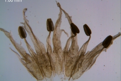 Cuscuta lacerata - corolla dissected