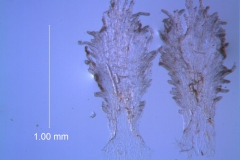 Cuscuta lacerata - infrastaminal scales detached