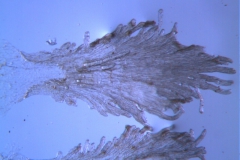 Cuscuta lacerata - infrastaminal scale detail