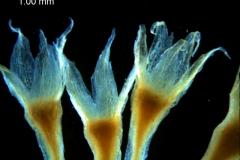 Cuscuta lacerata - calyx variation (3D