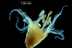 Cuscuta lacerata - corolla, 3D