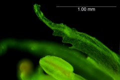 Cuscuta lacerata - corolla lobes