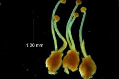 Cuscuta lacerata - gynoecium variation
