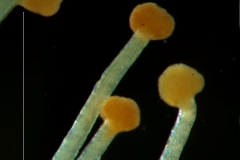 Cuscuta lacerata - stigma