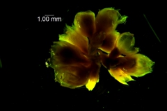 Cuscuta pacifica - inflorescence