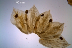 Cuscuta pacifica - dissected corolla