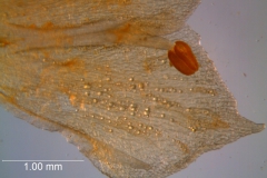 Cuscuta pacifica - corolla lobes (dissected corolla)