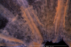 Cuscuta pacifica - infrastaminal scales (dissected corolla)
