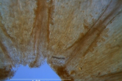 Cuscuta pacifica - infrastaminal scales (dissected corolla)