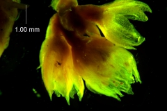 Cuscuta pacifica - inflorescence fragment