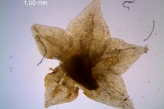 Cuscuta pacifica - calyx, dissected