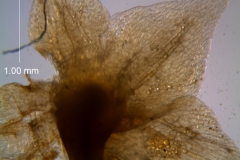 Cuscuta pacifica - calyx lobes