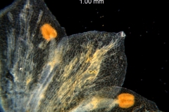 Cuscuta pacifica - corolla lobes (dissected corolla)