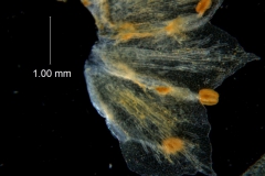 Cuscuta pacifica - dissected corolla