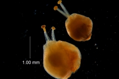 Cuscuta pacifica - gynoecia
