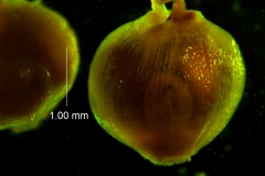 Cuscuta pacifica - capsule