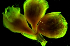 Cuscuta pacifica - inflorescence fragment