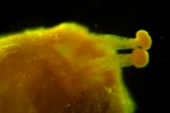 Cuscuta pacifica - capsule in style region