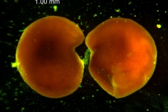 Cuscuta pacifica - seeds