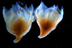 Cuscuta pacifica - flowers
