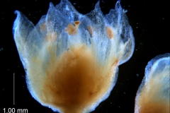 Cuscuta pacifica - flower