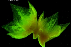 Cuscuta pacifica - calyx