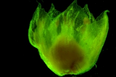 Cuscuta pacifica - corolla, 3D