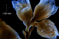 Cuscuta pacifica - infloresecence fragment