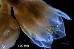 Cuscuta pacifica - flower