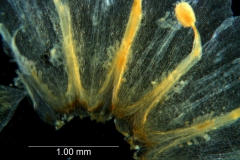 Cuscuta pacifica -  infrastaminal scales