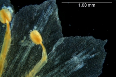 Cuscuta pacifica -  corolla lobes detail