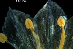 Cuscuta pacifica -  corolla lobes detail