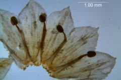 Cuscuta pacifica - corolla dissected