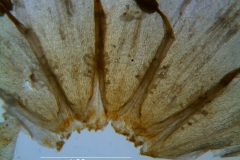 Cuscuta pacifica -  infrastaminal scales