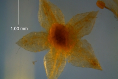 Cuscuta pacifica - calyx, dissected