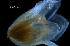 Cuscuta pacifica - corolla, 3D