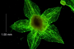 Cuscuta pacifica - calyx, dissected