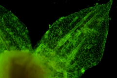 Cuscuta pacifica - calyx lobe detail