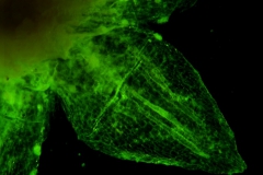 Cuscuta pacifica - calyx lobe detail
