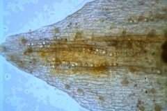 Cuscuta pacifica - calyx lobe detail