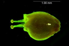 Cuscuta pacifica -  gynoecium