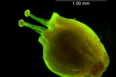 Cuscuta pacifica -  capsule